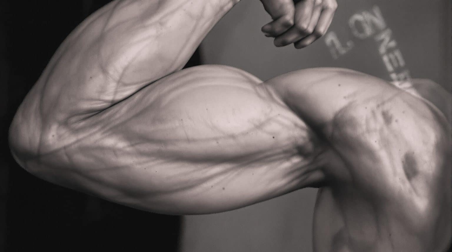 Triceps court ou long : différences et impact sur la musculation